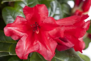 Rhododendron 'Elizab. Red Foliage'