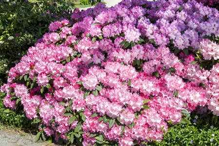 Rhododendron 'English Roseum' - 60-80 CM RB - image 2