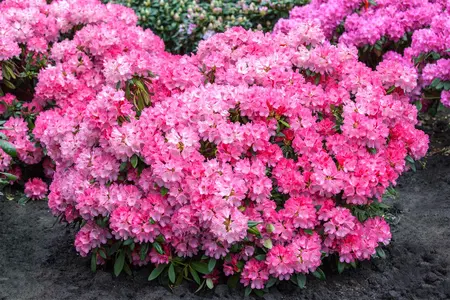 Rhododendron 'English Roseum' - 100 CM C20 - image 1