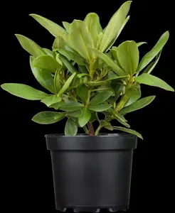 Rhododendron 'Etoile de Sleidinge' - 60-80 CM C20 - image 2