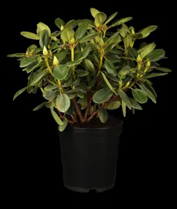 Rhododendron 'Etoile de Sleidinge'