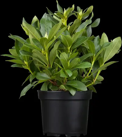 Rhododendron 'Etoile de Sleidinge' - 60-80 CM C20 - image 3