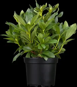 Rhododendron 'Etoile de Sleidinge' - 60-80 CM C20 - image 3