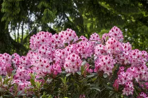 Rhododendron 'Etoile de Sleidinge' - 80-100 CM C40 - image 1