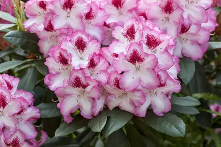 Rhododendron 'Etoile de Sleidinge' - 80-100 CM C40 - image 2