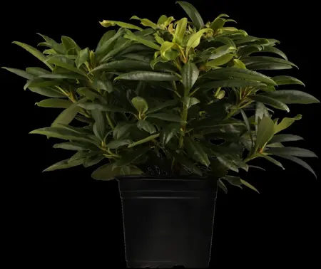 Rhododendron 'Etoile de Sleidinge' - 60-80 CM C20 - image 5