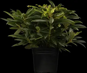 Rhododendron 'Etoile de Sleidinge' - 60-80 CM C20 - image 5