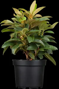 Rhododendron 'Etoile de Sleidinge' - 60-80 CM C20 - image 4