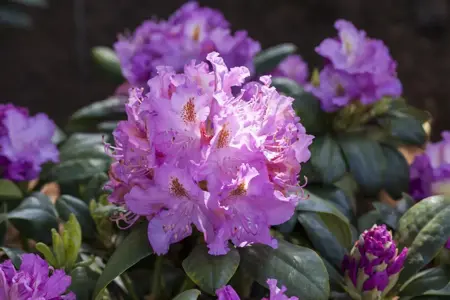 Rhododendron 'Everestianum' - 60-80 CM C20