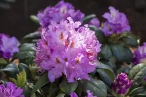 Rhododendron 'Everestianum'