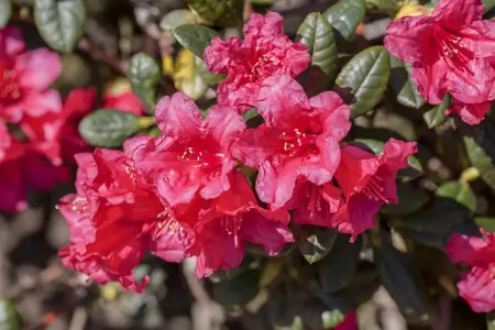 Rhododendron (F) 'Abendrot' - P12