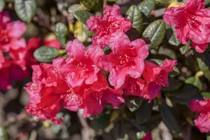 Rhododendron (F) 'Abendrot'