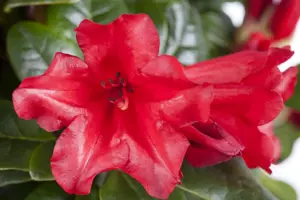Rhododendron (F) 'Baden-Baden' - 3 Ltr pot - image 2