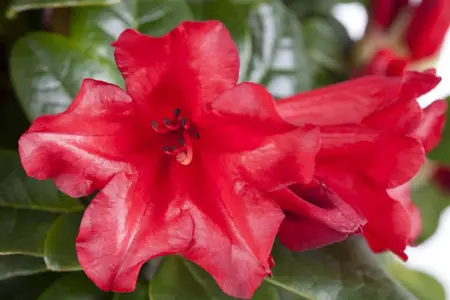 Rhododendron (F) 'Baden-Baden' - P12 - image 1