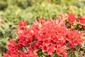 Rhododendron (F) 'Baden-Baden' - 40-50 CM C20 - image 2