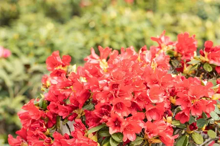 Rhododendron (F) 'Baden-Baden' - 25-30 CM C5 - image 2