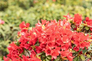 Rhododendron (F) 'Baden-Baden' - 60-80 CM C40