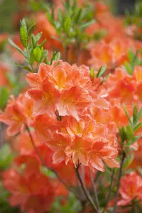Rhododendron (F) 'Brilliant'