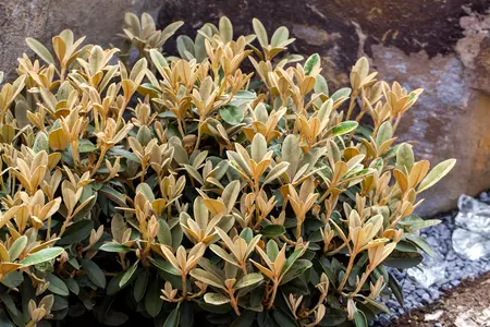 Rhododendron 'Frost Hexe' - 30-40 CM C5 - image 4