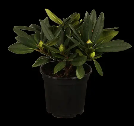 Rhododendron 'Frost Hexe' - 30-40 CM C5 - image 2