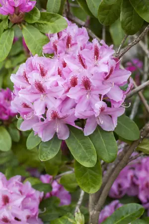 Rhododendron 'Furnivall's Daughter' - 3 Ltr pot - image 4