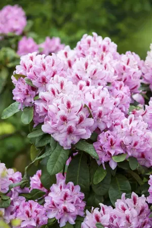 Rhododendron 'Furnivall's Daughter' - 3 Ltr pot - image 5