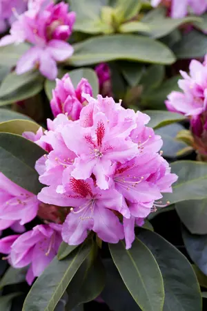 Rhododendron 'Furnivall's Daughter' - 30-40 CM C3 - image 2