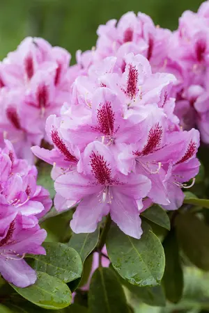 Rhododendron 'Furnivall's Daughter' - 30-40 CM C3 - image 3