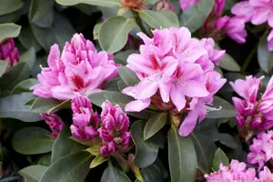 Rhododendron 'Furnivall's Daughter' - 3 Ltr pot - image 1