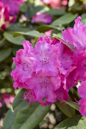 Rhododendron 'Germania' - 2 Ltr pot - image 4