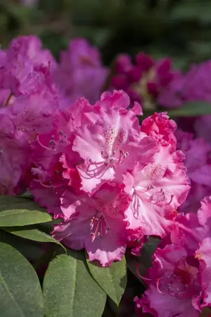 Rhododendron 'Germania' - 60-80 CM C15 - image 3