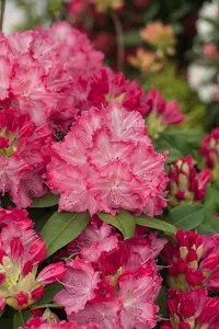 Rhododendron 'Germania' - 50-60 CM C12 - image 1