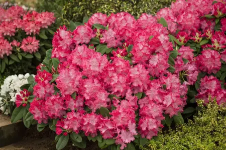 Rhododendron 'Germania' - 40-50 CM C7.5 - image 2