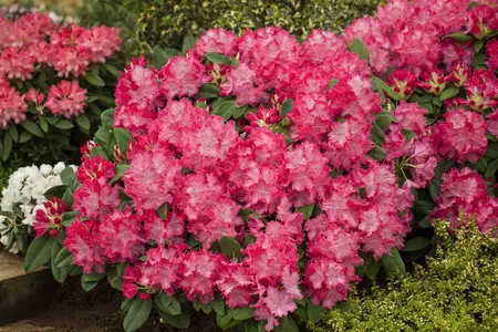 Rhododendron 'Germania' - 25-30 CM C5 - image 2