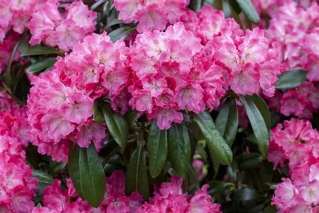 Rhododendron 'Germania' - 50-60 CM C5 - image 5