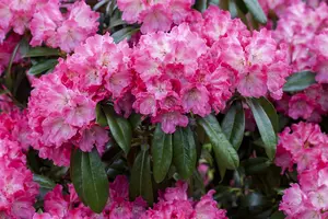 Rhododendron 'Germania' - 50-60 CM C5 - image 5