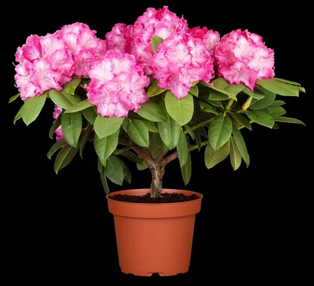 Rhododendron 'Germania' - 25-30 CM C5 - image 5