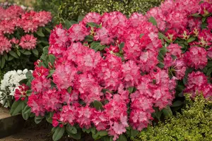 Rhododendron 'Germanica' (Inkarho) - 30-40 CM C5 - image 2