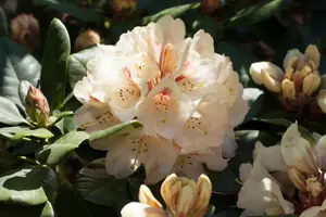 Rhododendron 'Goldbukett'