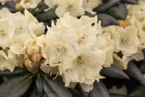 Rhododendron 'Goldbukett' - 40-50 CM C10 - image 2