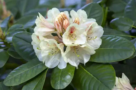 Rhododendron 'Goldbukett' - 40-50 CM C10 - image 3