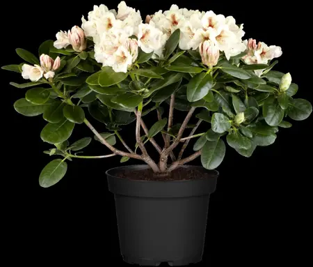 Rhododendron 'Goldbukett' - 40-50 CM C10 - image 4