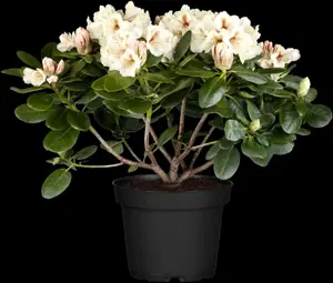 Rhododendron 'Goldbukett' - 40-50 CM C10 - image 4
