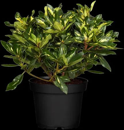 Rhododendron 'Goldflimmer' - 5 Ltr pot - image 2