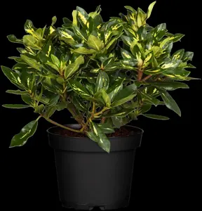 Rhododendron 'Goldflimmer' - 5 Ltr pot - image 2