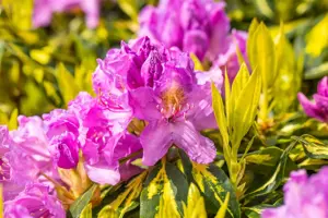 Rhododendron 'Goldflimmer' - 5 Ltr pot - image 4