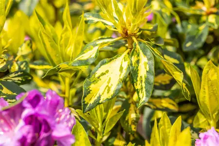 Rhododendron 'Goldflimmer' - 30-40 CM C5 - image 5