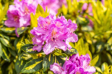 Rhododendron 'Goldflimmer' - 60-80 CM C20 - image 3