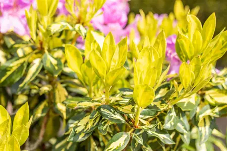 Rhododendron 'Goldflimmer' - 60-80 CM C20 - image 5