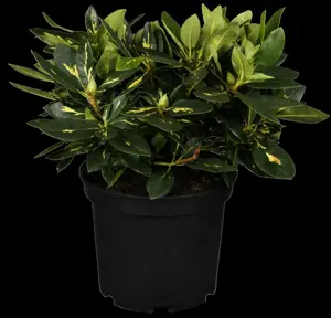 Rhododendron 'Goldflimmer'